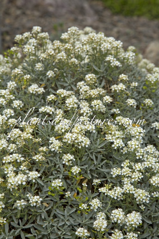 Ptilotrichum spinosum