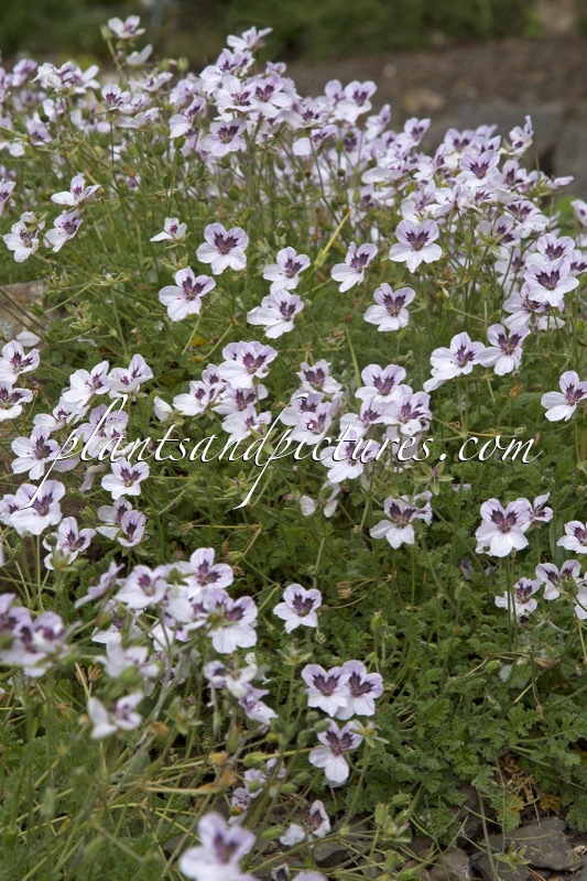 Erodium petraeum subsp. glandulosum