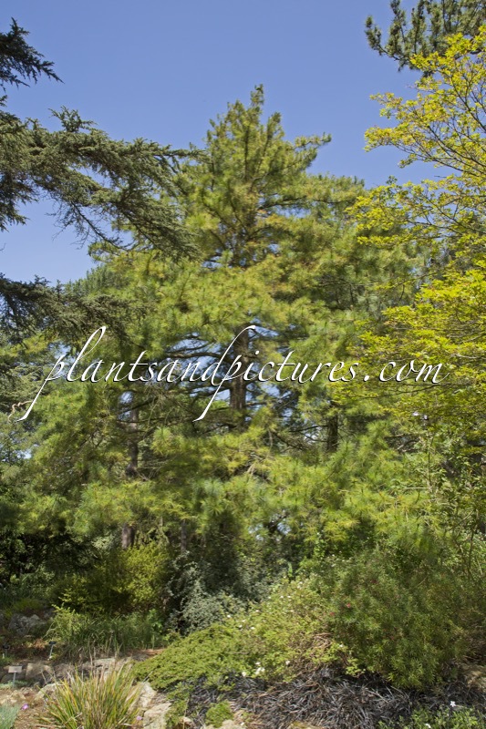 Pinus strobiformis subsp. veitchii