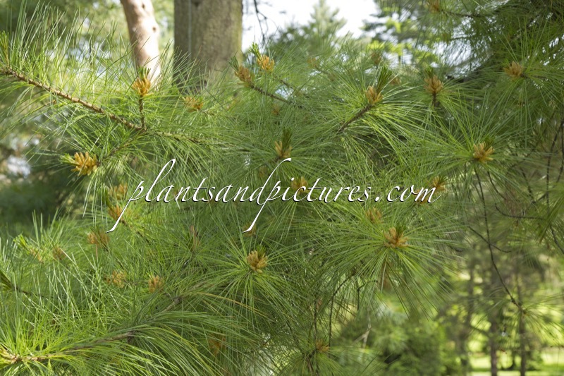 Pinus strobiformis subsp. veitchii