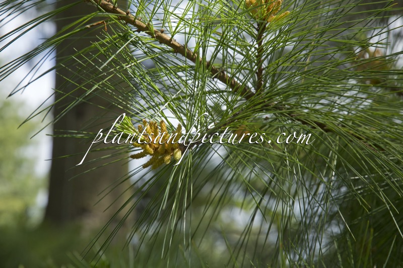 Pinus strobiformis subsp. veitchii