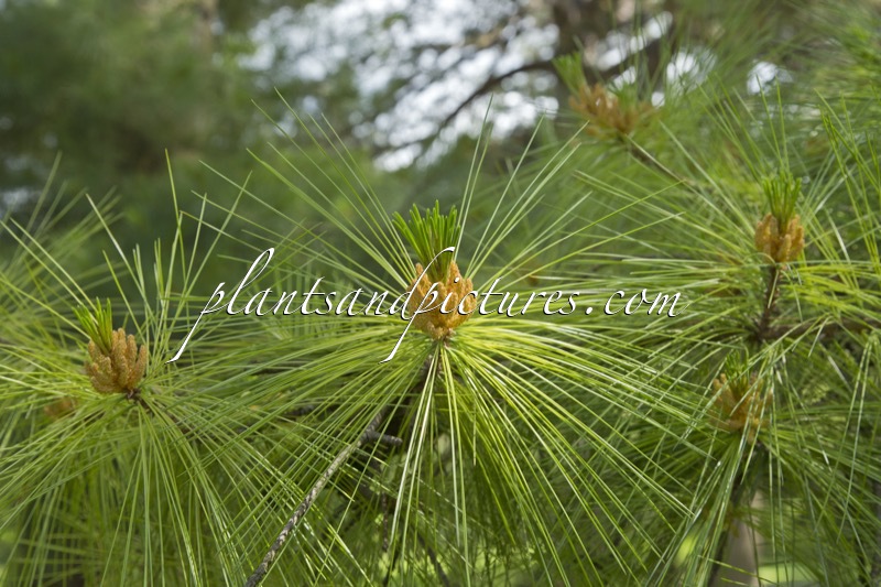 Pinus strobiformis subsp. veitchii