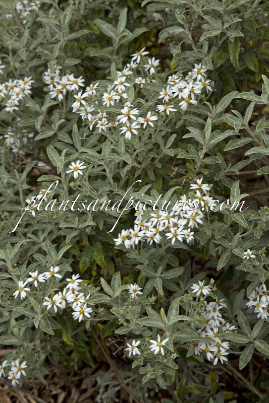 Olearia mollis