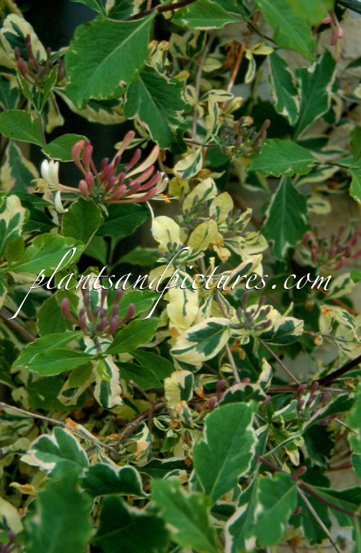 Lonicera periclymenum ‘Sherlite’ (HARLEQUIN)