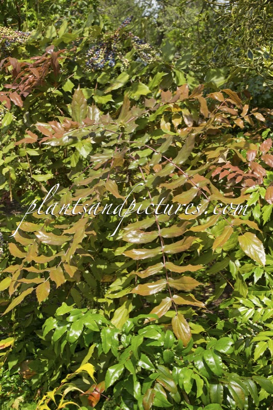 Mahonia mairei