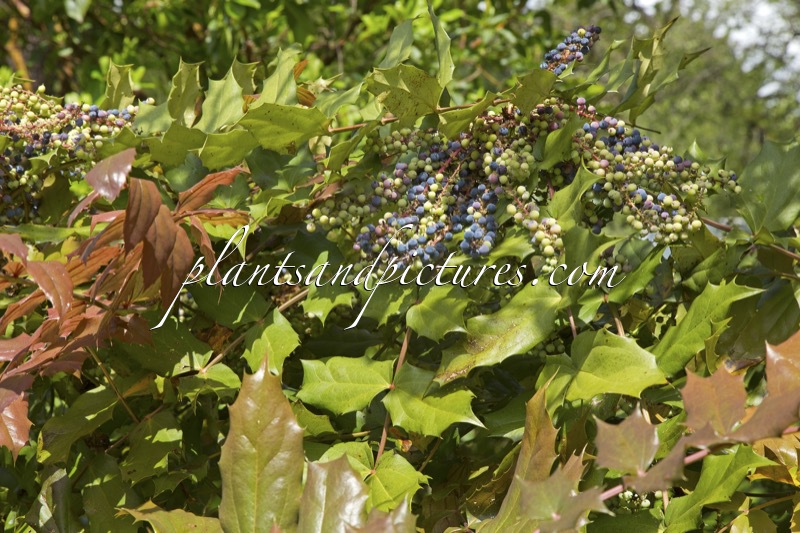 Mahonia mairei