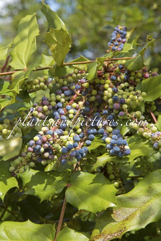 Mahonia mairei