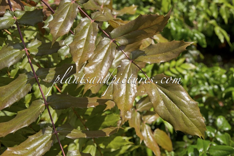 Mahonia mairei