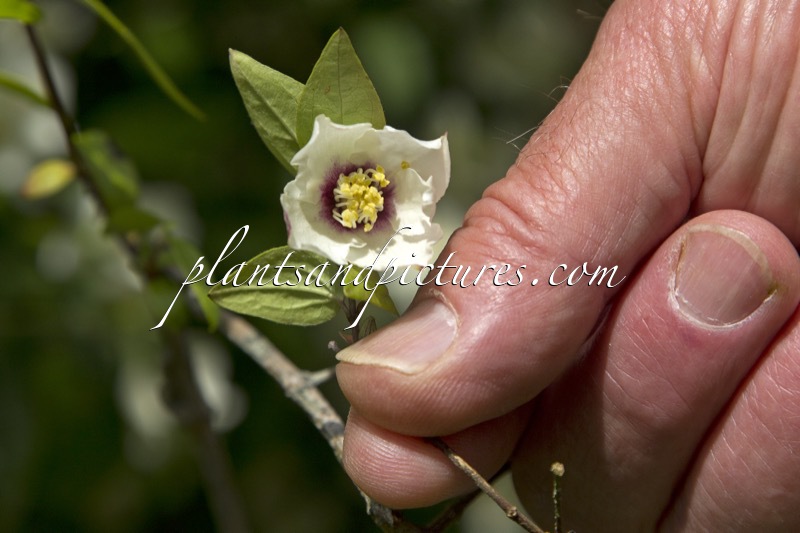 Philadelphus ‘Oeil de Pourpre’