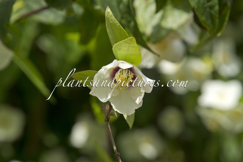 Philadelphus ‘Oeil de Pourpre’