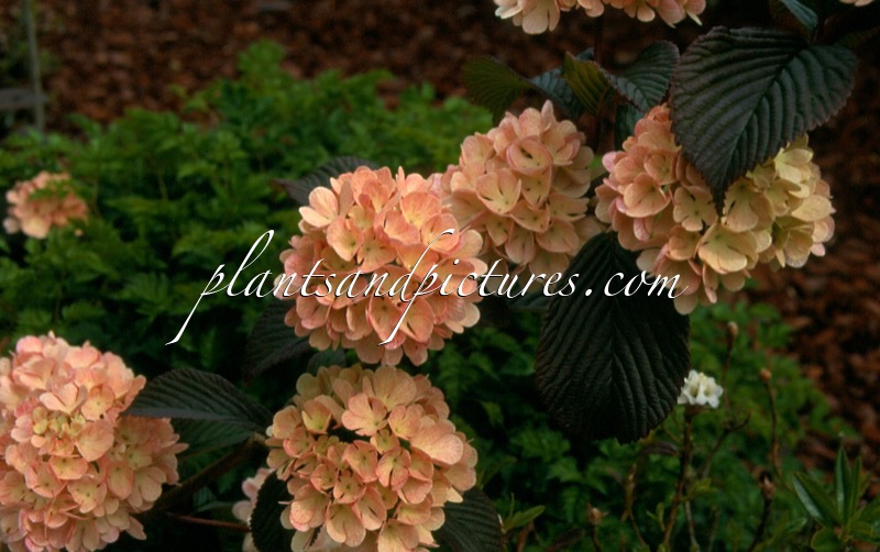 Viburnum plicatum ‘Rosace’