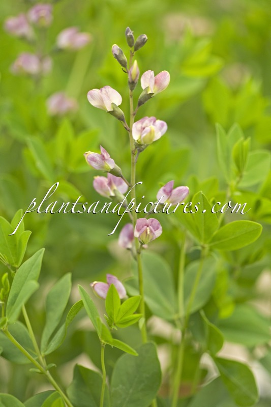 Baptisia ‘Pink Truffles’
