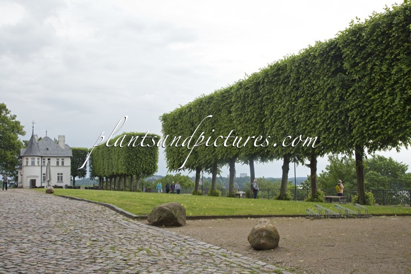 Tilia europaea ‘Euchlora’