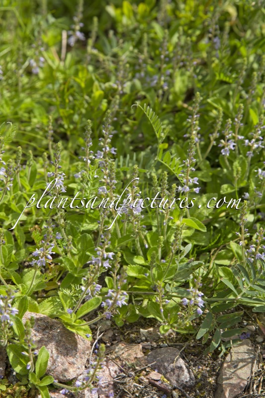 Veronica officinalis