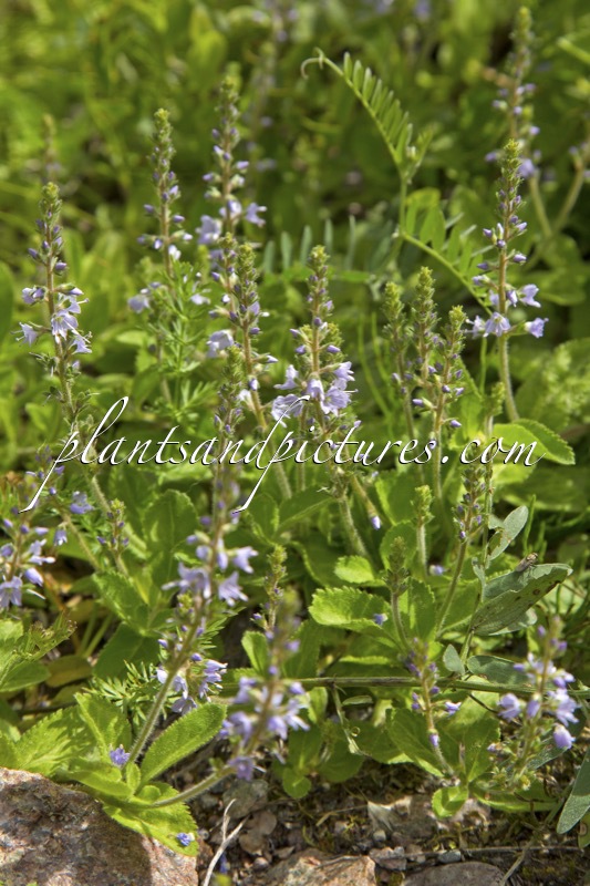 Veronica officinalis