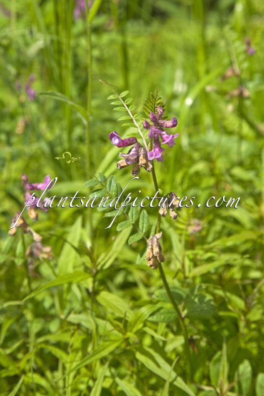 Vicia sepium