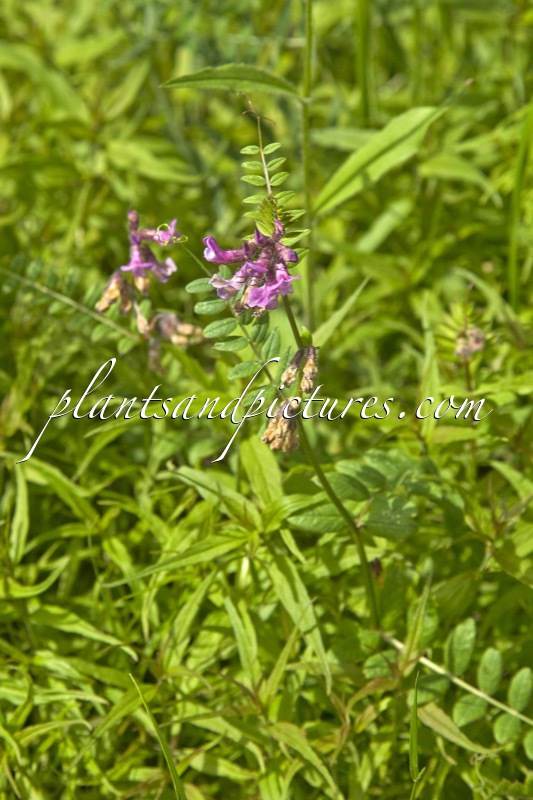 Vicia sepium