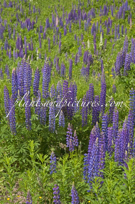 Lupinus polyphyllus