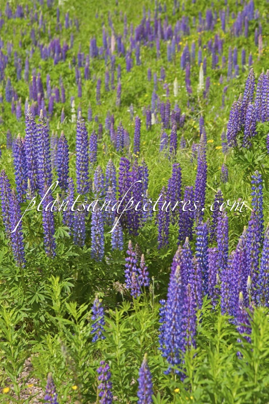 Lupinus polyphyllus