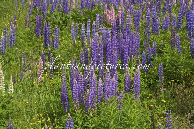 Lupinus polyphyllus