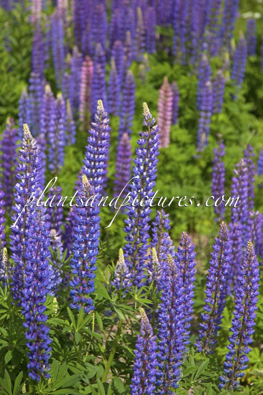 Lupinus polyphyllus