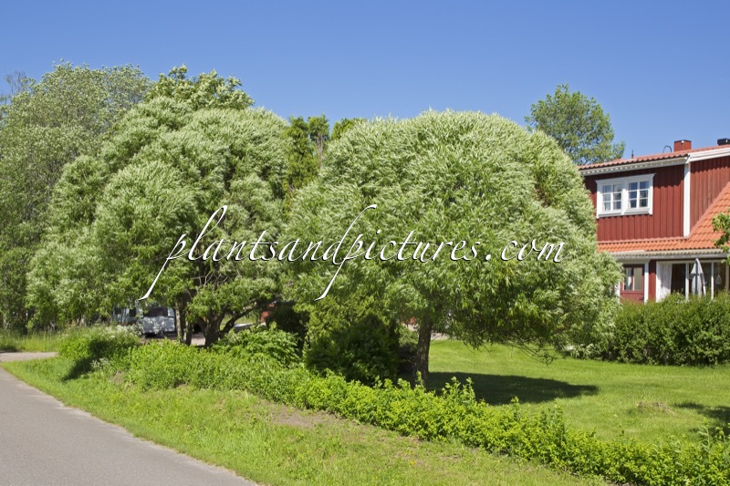 Salix rubens ‘Bullata’