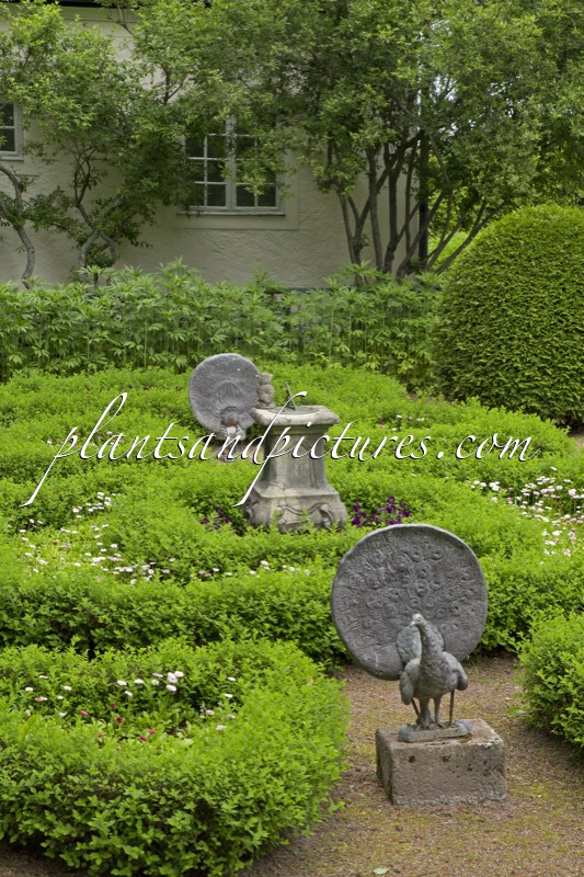 Buxus sempervirens