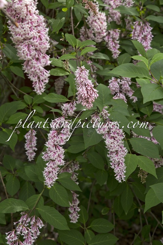 Syringa josikaea
