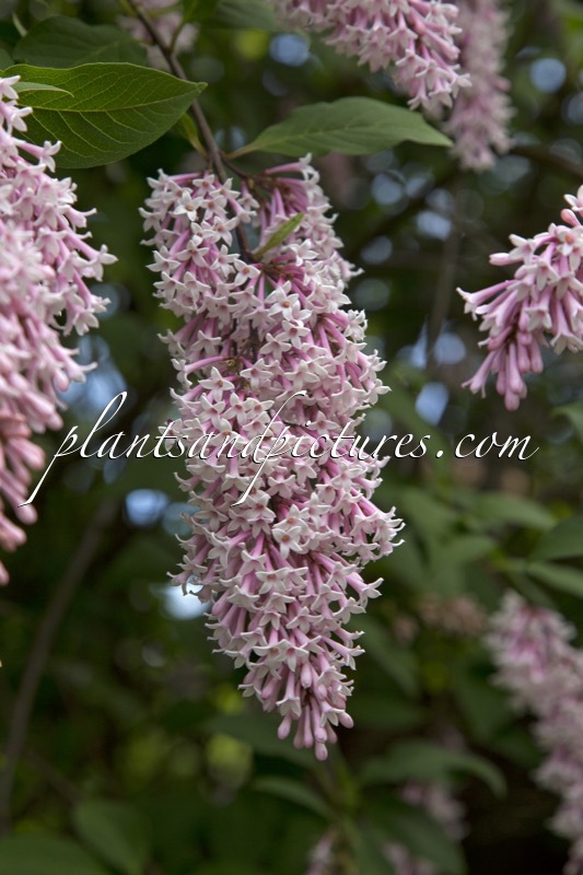 Syringa josikaea