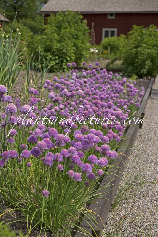 Allium schoenoprasum