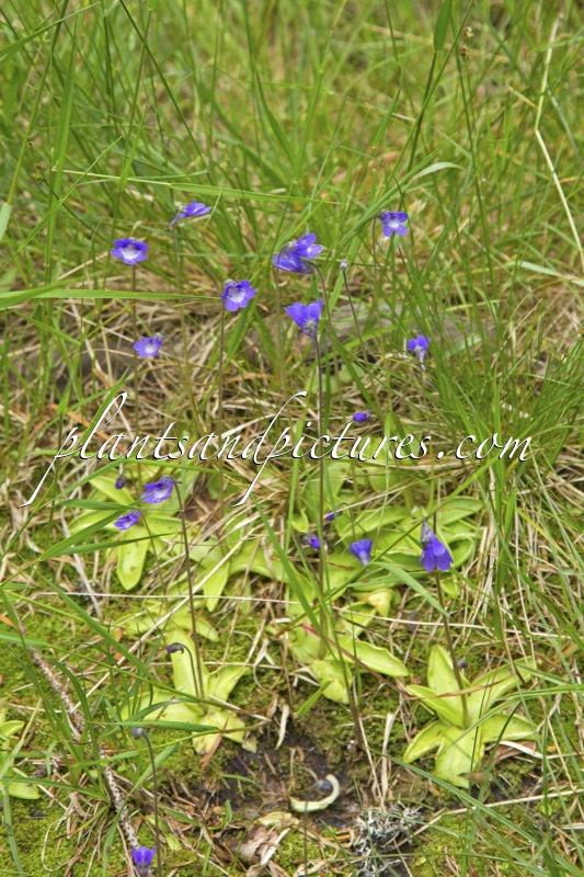 Pinguicula vulgaris