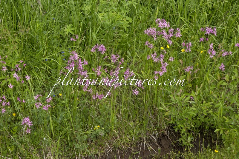 Lychnis flos-cuculi