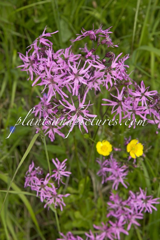 Lychnis flos-cuculi