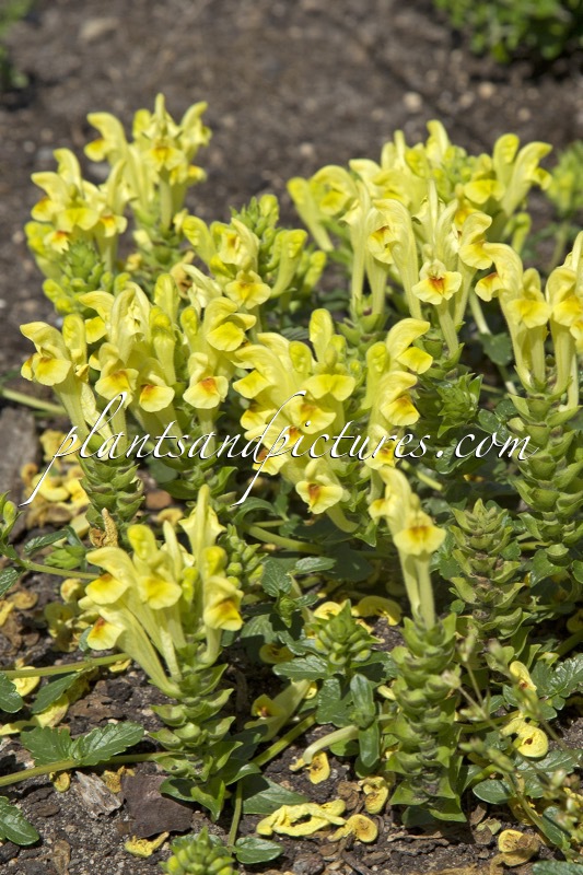 Scutellaria sevanensis