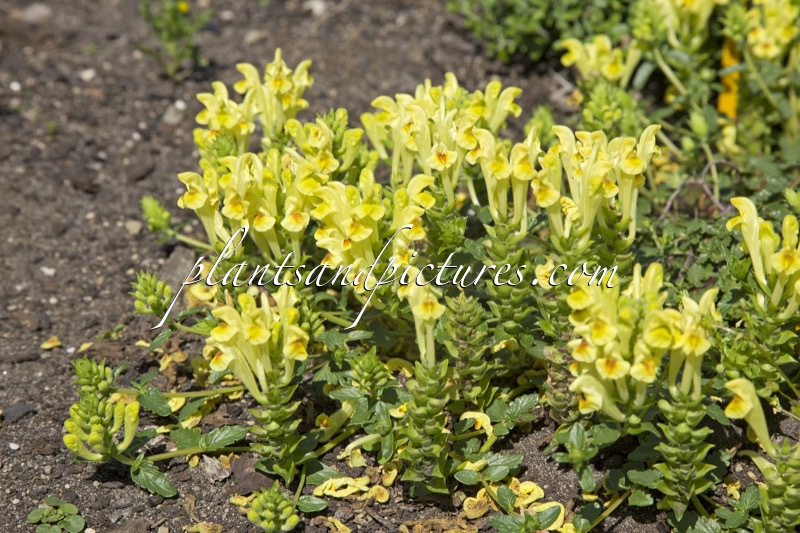 Scutellaria sevanensis