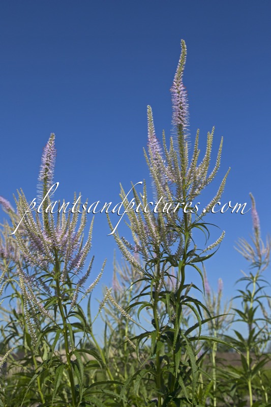 Veronicastrum virginicum ‘Lavendelturm’
