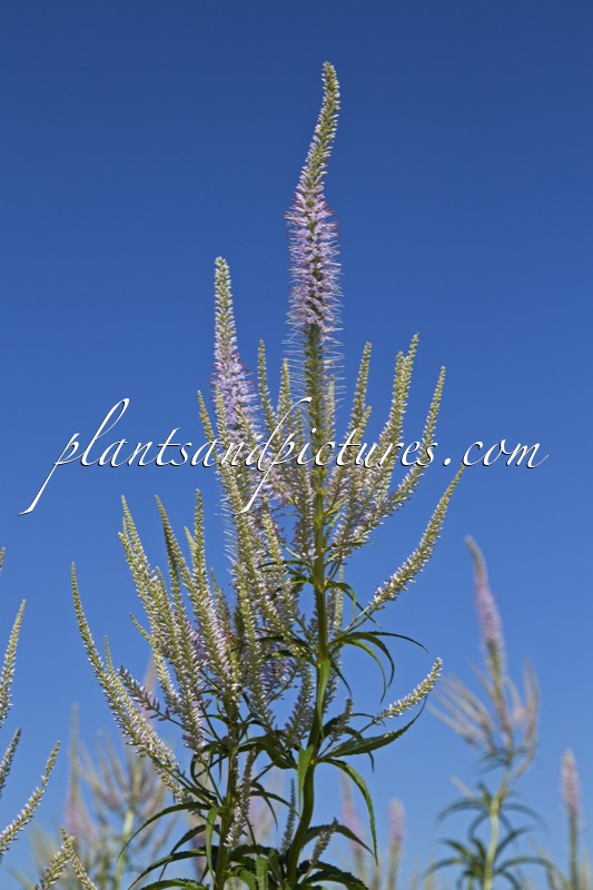 Veronicastrum virginicum ‘Lavendelturm’