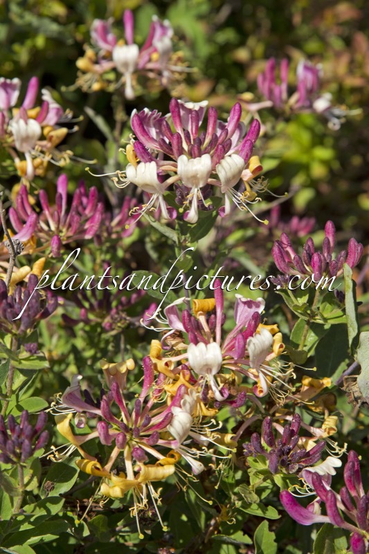 Lonicera periclymenum ‘Inov205’ (CHIC & CHOC)