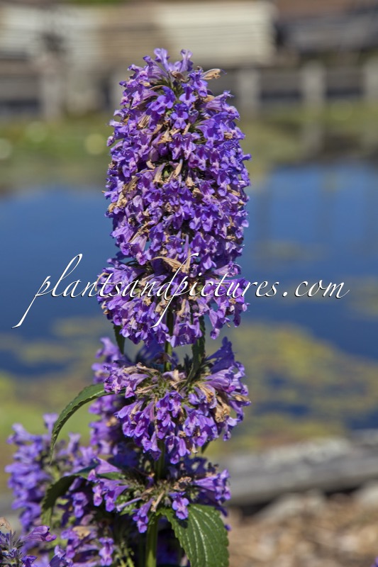 Nepeta ‘Weinheim Big Blue’