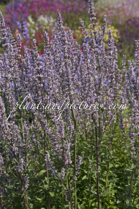 Nepeta nuda ‘Accent’