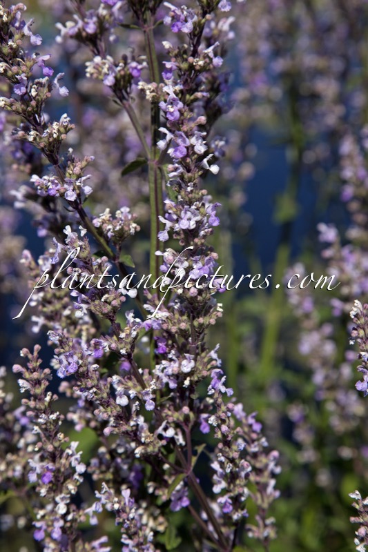 Nepeta nuda ‘Accent’