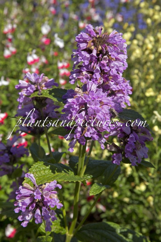 Nepeta kubanica ‘Summer Wine’