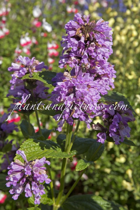 Nepeta kubanica ‘Summer Wine’