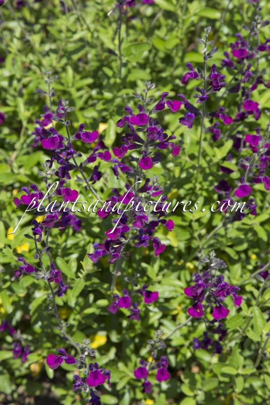 Salvia ‘Butterfly Queen’