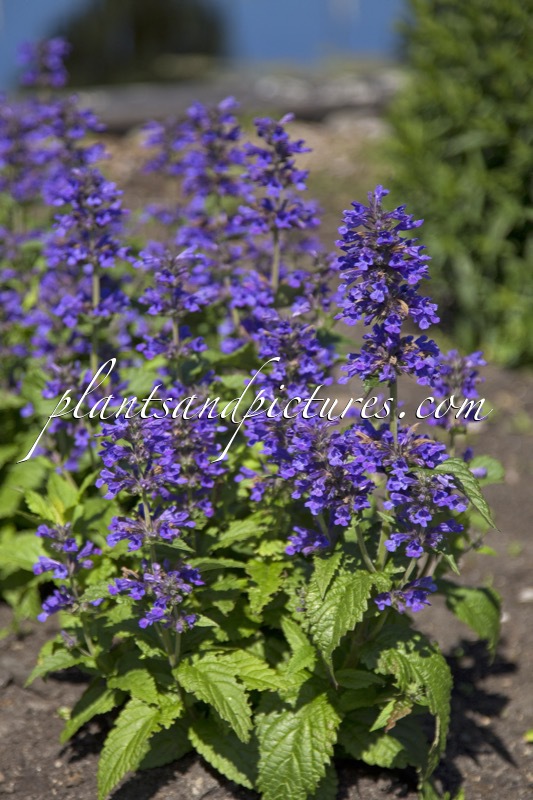 Nepeta ‘Bokratune’ (NEPTUNE)