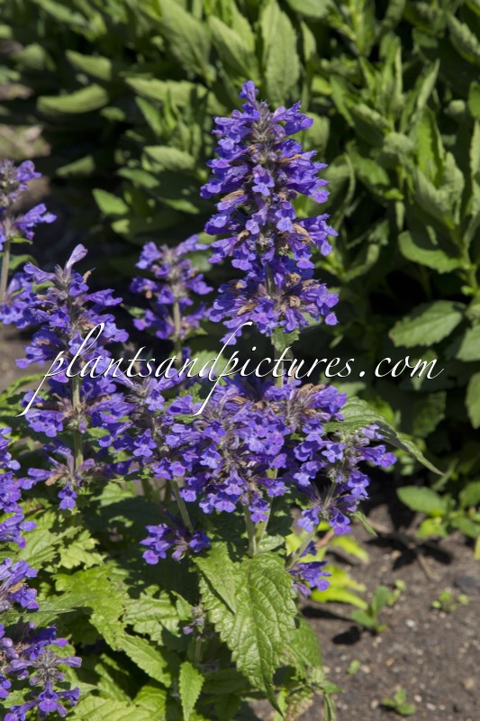 Nepeta ‘Bokratune’ (NEPTUNE)