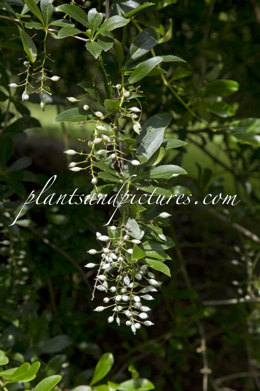 Berberis ahrendtii