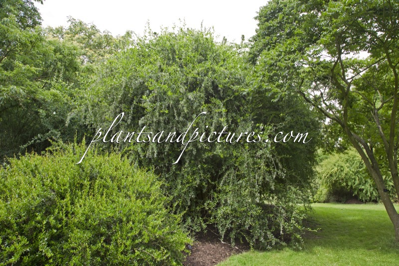 Berberis ahrendtii
