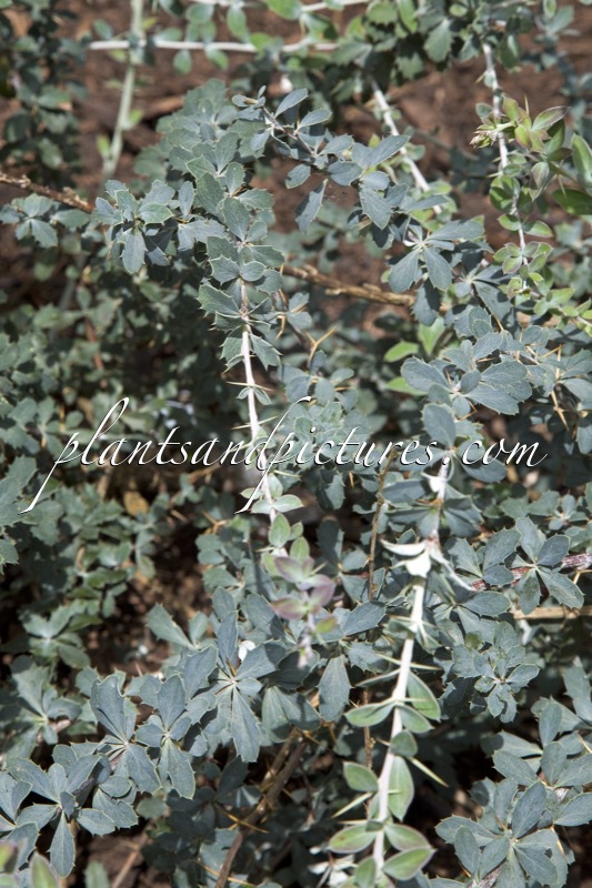 Berberis dictyophylla