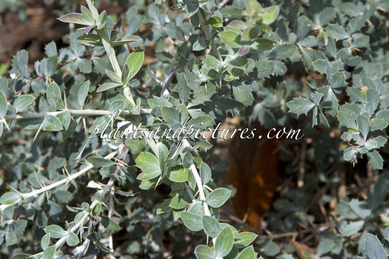 Berberis dictyophylla